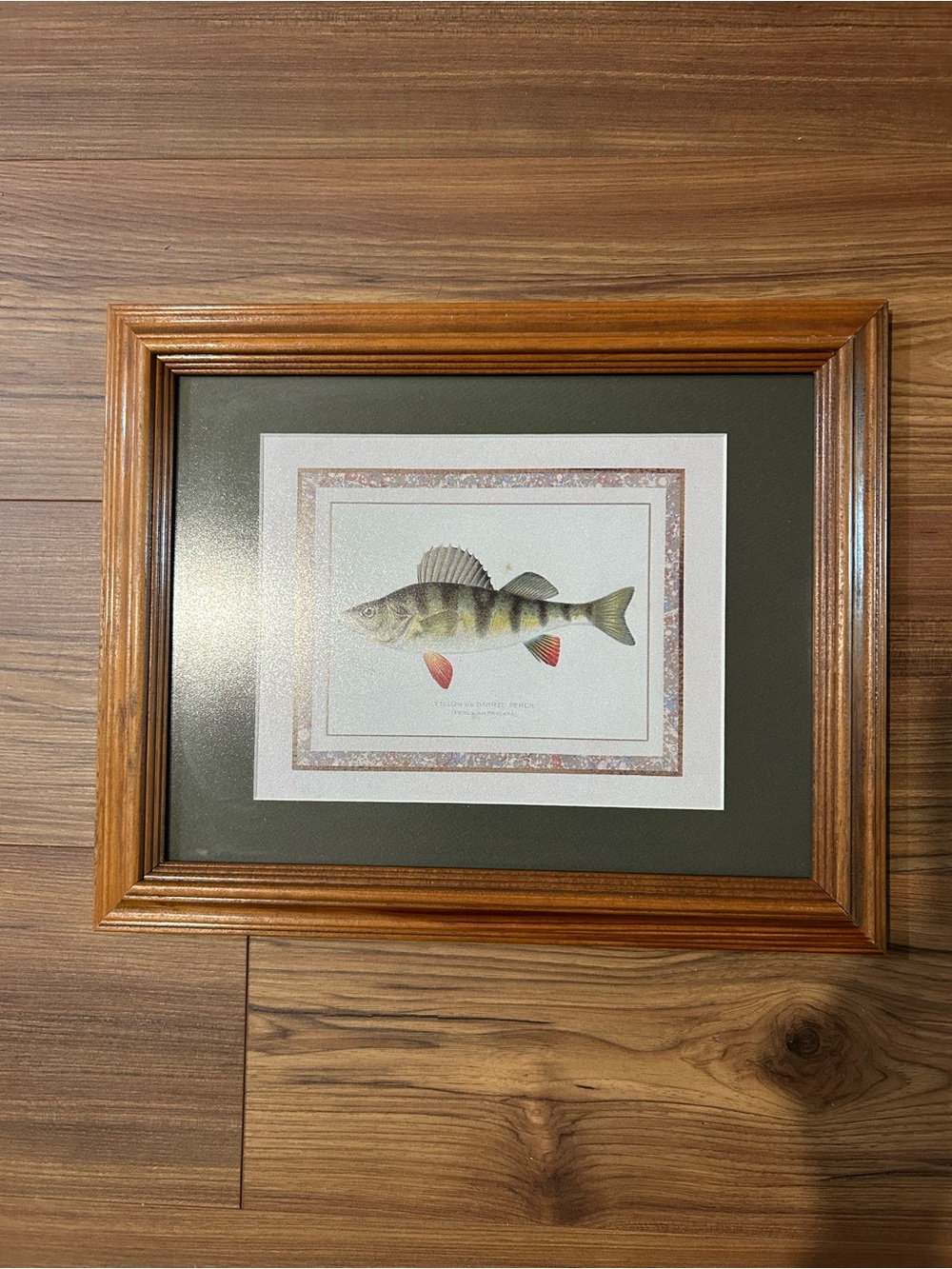 Framed Print of a Yellow or Barred Perch